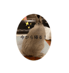 日常で使えるハルちゃんスタンプ（個別スタンプ：16）
