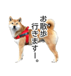日々の散歩の連絡をする柴犬（個別スタンプ：1）