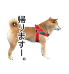 日々の散歩の連絡をする柴犬（個別スタンプ：2）