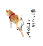 日々の散歩の連絡をする柴犬（個別スタンプ：3）