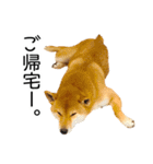 日々の散歩の連絡をする柴犬（個別スタンプ：4）