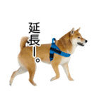 日々の散歩の連絡をする柴犬（個別スタンプ：5）