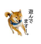 日々の散歩の連絡をする柴犬（個別スタンプ：6）