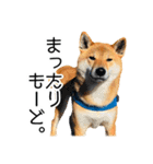 日々の散歩の連絡をする柴犬（個別スタンプ：7）