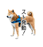 日々の散歩の連絡をする柴犬（個別スタンプ：8）