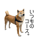 日々の散歩の連絡をする柴犬（個別スタンプ：9）