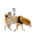 日々の散歩の連絡をする柴犬（個別スタンプ：10）