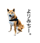 日々の散歩の連絡をする柴犬（個別スタンプ：11）