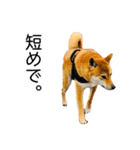 日々の散歩の連絡をする柴犬（個別スタンプ：12）