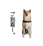日々の散歩の連絡をする柴犬（個別スタンプ：13）