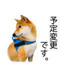 日々の散歩の連絡をする柴犬（個別スタンプ：14）