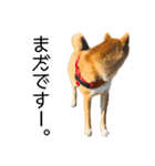 日々の散歩の連絡をする柴犬（個別スタンプ：15）
