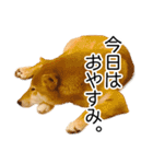 日々の散歩の連絡をする柴犬（個別スタンプ：16）