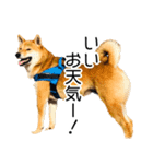 日々の散歩の連絡をする柴犬（個別スタンプ：17）
