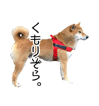 日々の散歩の連絡をする柴犬（個別スタンプ：18）