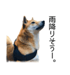 日々の散歩の連絡をする柴犬（個別スタンプ：19）