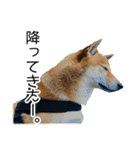 日々の散歩の連絡をする柴犬（個別スタンプ：20）
