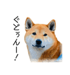 日々の散歩の連絡をする柴犬（個別スタンプ：21）