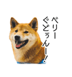日々の散歩の連絡をする柴犬（個別スタンプ：22）