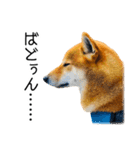 日々の散歩の連絡をする柴犬（個別スタンプ：23）