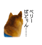 日々の散歩の連絡をする柴犬（個別スタンプ：24）