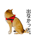 日々の散歩の連絡をする柴犬（個別スタンプ：25）