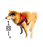 日々の散歩の連絡をする柴犬（個別スタンプ：26）