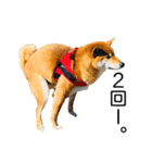 日々の散歩の連絡をする柴犬（個別スタンプ：27）