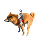 日々の散歩の連絡をする柴犬（個別スタンプ：28）