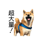 日々の散歩の連絡をする柴犬（個別スタンプ：29）