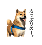 日々の散歩の連絡をする柴犬（個別スタンプ：30）