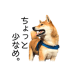 日々の散歩の連絡をする柴犬（個別スタンプ：31）