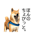 日々の散歩の連絡をする柴犬（個別スタンプ：32）