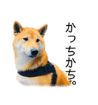 日々の散歩の連絡をする柴犬（個別スタンプ：33）