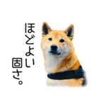日々の散歩の連絡をする柴犬（個別スタンプ：34）