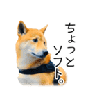 日々の散歩の連絡をする柴犬（個別スタンプ：35）
