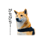 日々の散歩の連絡をする柴犬（個別スタンプ：36）