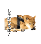 日々の散歩の連絡をする柴犬（個別スタンプ：37）