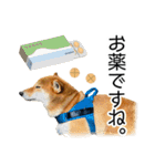 日々の散歩の連絡をする柴犬（個別スタンプ：38）