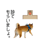 日々の散歩の連絡をする柴犬（個別スタンプ：39）