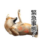 日々の散歩の連絡をする柴犬（個別スタンプ：40）