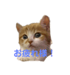おちゃこスタンプ3（個別スタンプ：5）
