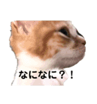 おちゃこスタンプ3（個別スタンプ：12）