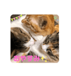 我が家の猫にゃんスタンプ（個別スタンプ：1）