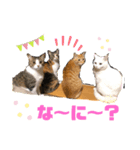 我が家の猫にゃんスタンプ（個別スタンプ：2）