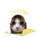 我が家の猫にゃんスタンプ（個別スタンプ：7）