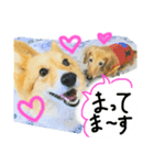 しっぽつきハニーさん ななちゃんと一緒編（個別スタンプ：1）