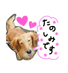 しっぽつきハニーさん ななちゃんと一緒編（個別スタンプ：2）