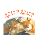 しっぽつきハニーさん ななちゃんと一緒編（個別スタンプ：3）
