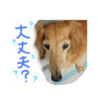 しっぽつきハニーさん ななちゃんと一緒編（個別スタンプ：4）